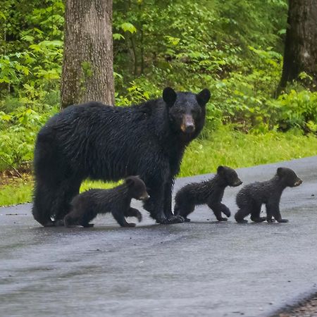 Wilderness Lodge, Hot Tub, Game Room, Pool Access, 1089 Free Tickets Each Paid Day, Dollywood And M Севьервилл Экстерьер фото